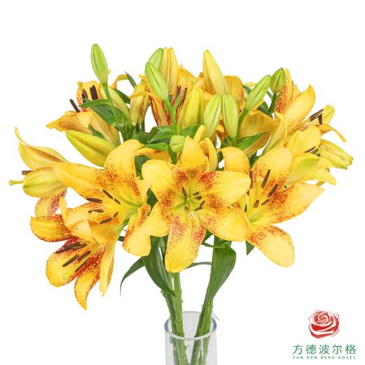VDB百合-金麻子 5枝一扎 商品图0