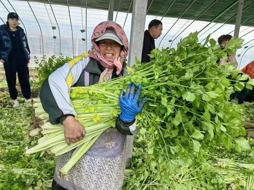 【周一到】正宗马家沟芹菜3斤左右 商品图0