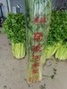 【周一到】正宗马家沟芹菜3斤左右 商品缩略图1