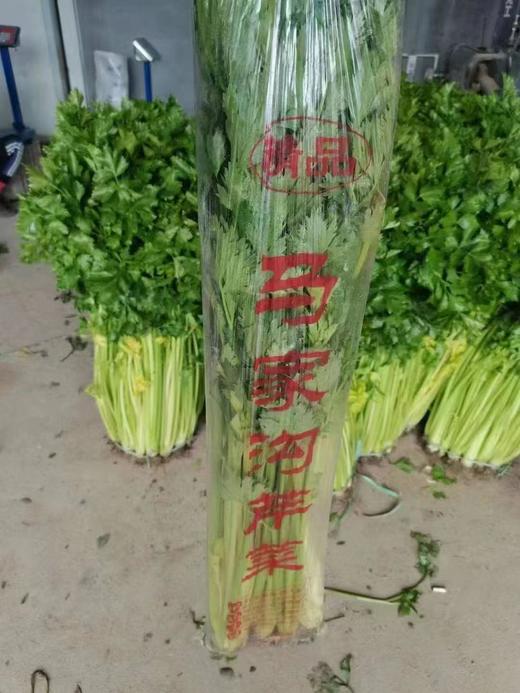 【周一到】正宗马家沟芹菜3斤左右 商品图1