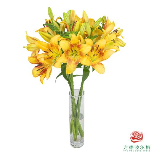 VDB百合-金麻子 5枝一扎 商品图3