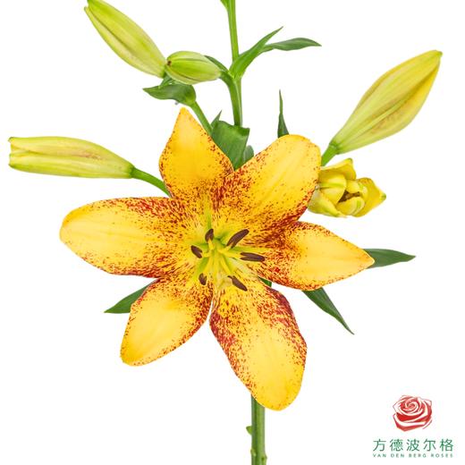 VDB百合-金麻子 5枝一扎 商品图1