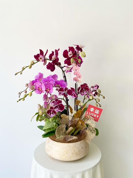 蝴蝶兰/新款样品580 商品图0