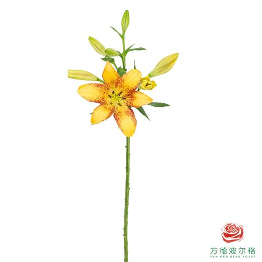 VDB百合-金麻子 5枝一扎 商品图4