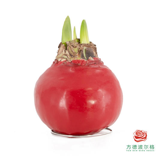 【新年款】红花-红蜡 巨无霸34+ 石蜡朱顶红（不用浇水 商品图2