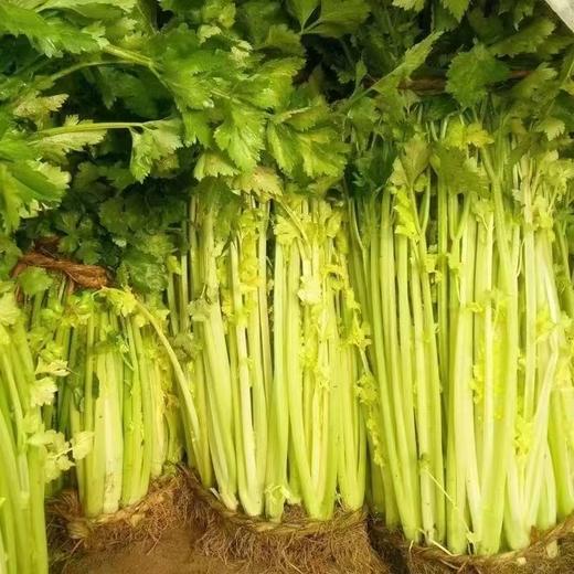 【周一到】正宗马家沟芹菜3斤左右 商品图2