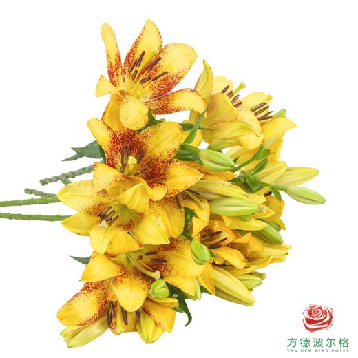 VDB百合-金麻子 5枝一扎 商品图2