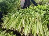 【周一到】正宗马家沟芹菜3斤左右 商品缩略图4