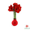 【新年款】红花-红蜡 巨无霸34+ 石蜡朱顶红（不用浇水 商品缩略图1