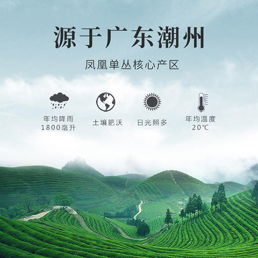 大昌行定制乌岽单丛茶叶套装 商品图1