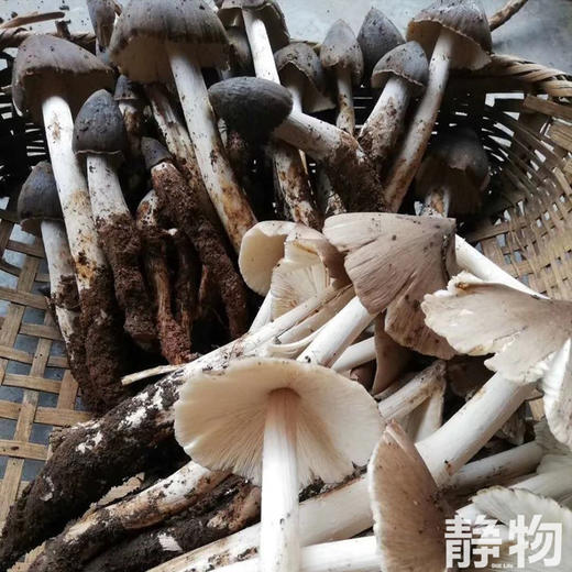 🍄「雨露菌沾」油浸野生菌组合礼盒 商品图7