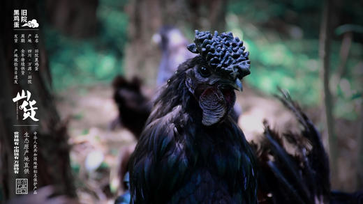 旧院黑鸡蛋 商品图4