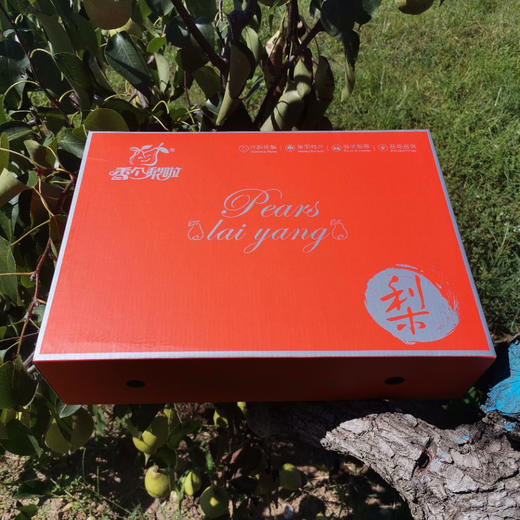 有机秋月梨（6粒装 2.3kg）/盒 爱马仕礼盒+手提袋 产地直发全国包邮配送（偏远地区除外） 商品图4