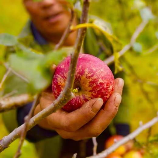 【云南昭通丑苹果】香脆可口 清甜脆爽 果香浓郁 酸甜适中 细滑多汁  4种规格任选 商品图5