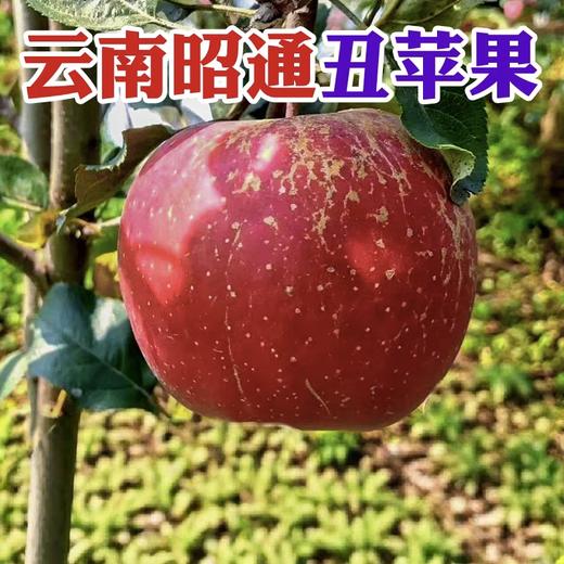 【云南昭通丑苹果】香脆可口 清甜脆爽 果香浓郁 酸甜适中 细滑多汁  4种规格任选 商品图8