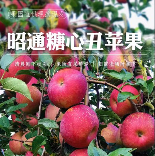 【云南昭通丑苹果】香脆可口 清甜脆爽 果香浓郁 酸甜适中 细滑多汁  4种规格任选 商品图1