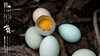 旧院黑鸡蛋 商品缩略图6