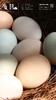 旧院黑鸡蛋 商品缩略图3
