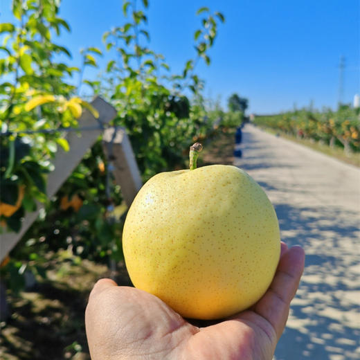 有机黄金梨（6粒装 2.3kg）/盒 爱马仕礼盒+手提袋 产地直发全国包邮配送（偏远地区除外） 商品图2