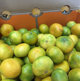 红土爆橘3.4斤左右