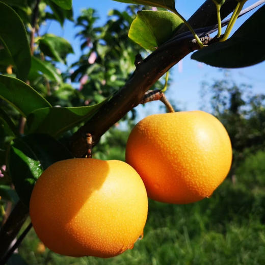 有机秋月梨（6粒装 2.3kg）/盒 爱马仕礼盒+手提袋 产地直发全国包邮配送（偏远地区除外） 商品图3