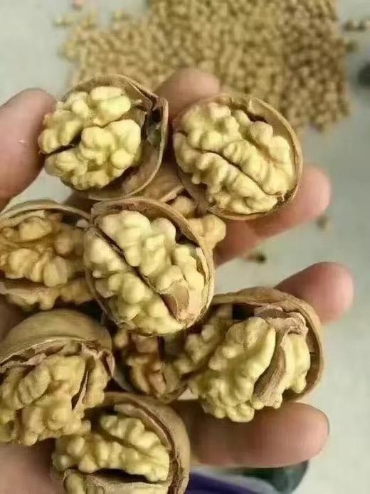 新疆和田核桃王 /阿克苏纸皮核桃新疆特产坚果 新疆直发 100元/3kg 商品图8