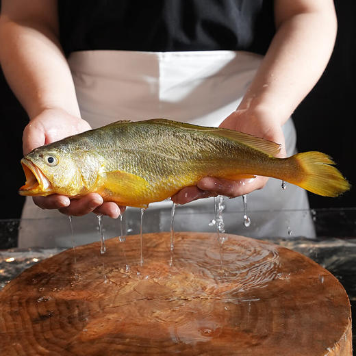 （感恩季直播）秒杀 忘舌 野化冰鲜大黄鱼（礼盒装）顺丰直达  产地：福建宁德霞浦 商品图5