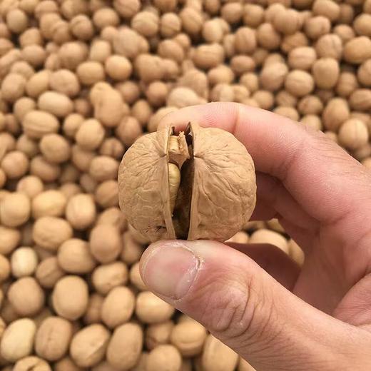 新疆和田核桃王 /阿克苏纸皮核桃新疆特产坚果 新疆直发 100元/3kg 商品图9