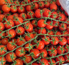 一颗大番茄串千禧 甜 商品缩略图9
