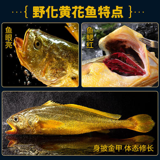 （感恩季直播）秒杀 忘舌 野化冰鲜大黄鱼（礼盒装）顺丰直达  产地：福建宁德霞浦 商品图1