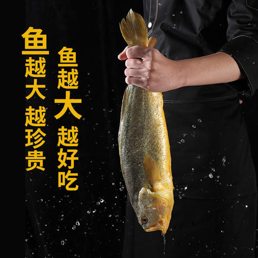 （感恩季直播）秒杀 忘舌 野化冰鲜大黄鱼（礼盒装）顺丰直达  产地：福建宁德霞浦 商品图4