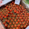 一颗大番茄串千禧 甜 商品缩略图5