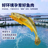 （感恩季直播）秒杀 忘舌 野化冰鲜大黄鱼（礼盒装）顺丰直达  产地：福建宁德霞浦 商品缩略图0