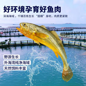 忘舌 野化冰鲜大黄鱼（礼盒装）顺丰直达  产地：福建宁德霞浦