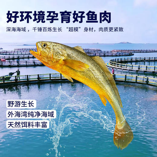（感恩季直播）秒杀 忘舌 野化冰鲜大黄鱼（礼盒装）顺丰直达  产地：福建宁德霞浦 商品图0