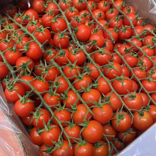 一颗大番茄串千禧 甜 商品图10