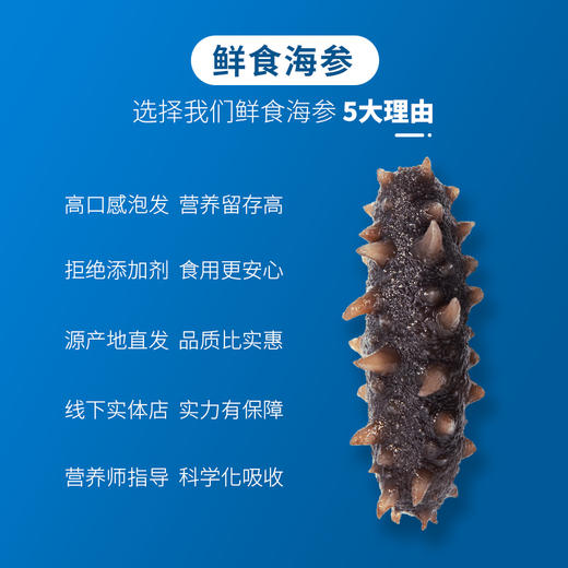 忘舌鲜食海参500g/袋*2袋 （8-12根/斤）  产地：福建宁德霞浦 商品图2