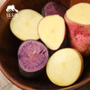 生态三色土豆（申通快递）| 合作生产 *Ecological potato | Partner Production 商品缩略图1