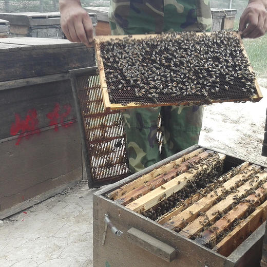 宁夏崛杞 枸杞花蜜自然原蜜 500g/瓶 商品图4