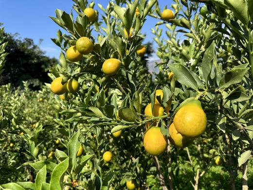 云南大理高原脆蜜金柑 商品图3