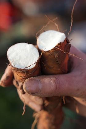 温县垆土铁棍山药