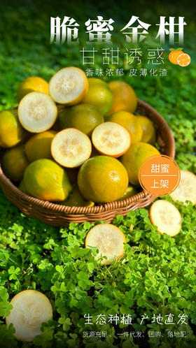 云南大理高原脆蜜金柑