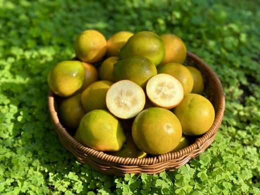 云南大理高原脆蜜金柑 商品图4