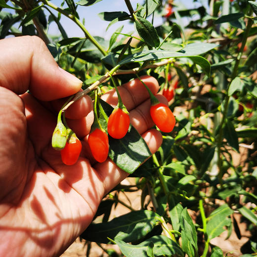 宁夏崛杞精选 红枸杞 150g/瓶 商品图5