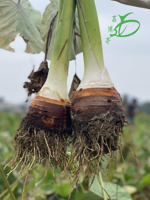 广西荔浦 芋头 新鲜包邮 农家自种 粉香 商品图4