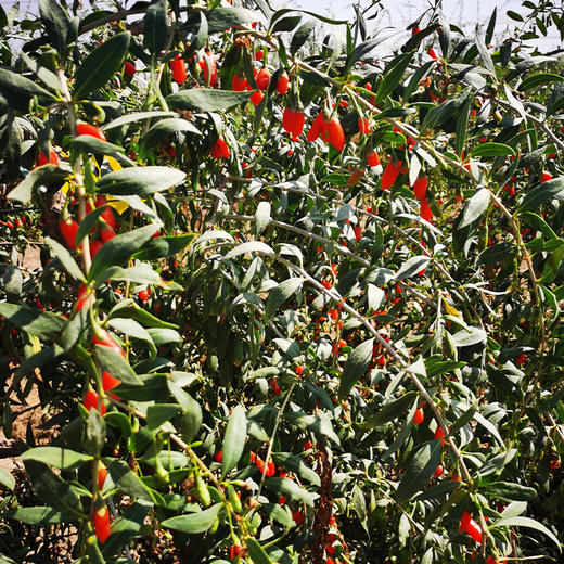 宁夏崛杞精选 红枸杞 150g/瓶 商品图4