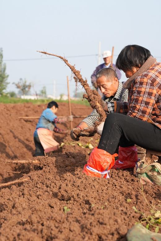 温县垆土铁棍山药 商品图2