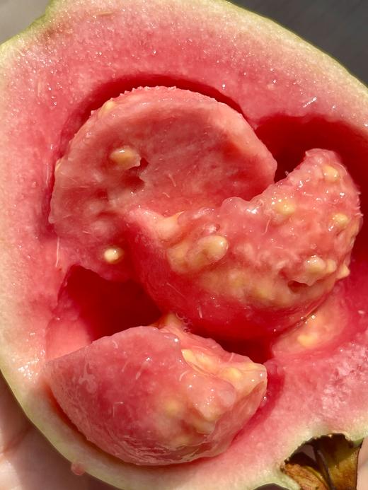 脆吉吉芭乐双拼(奶油+红心) 商品图3