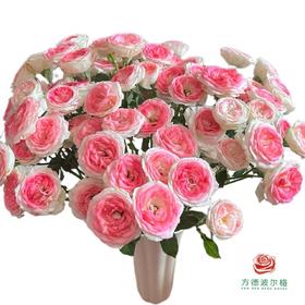 外购多头玫瑰-午夜魔法