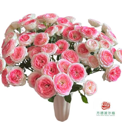 外购多头玫瑰-午夜魔法 商品图0